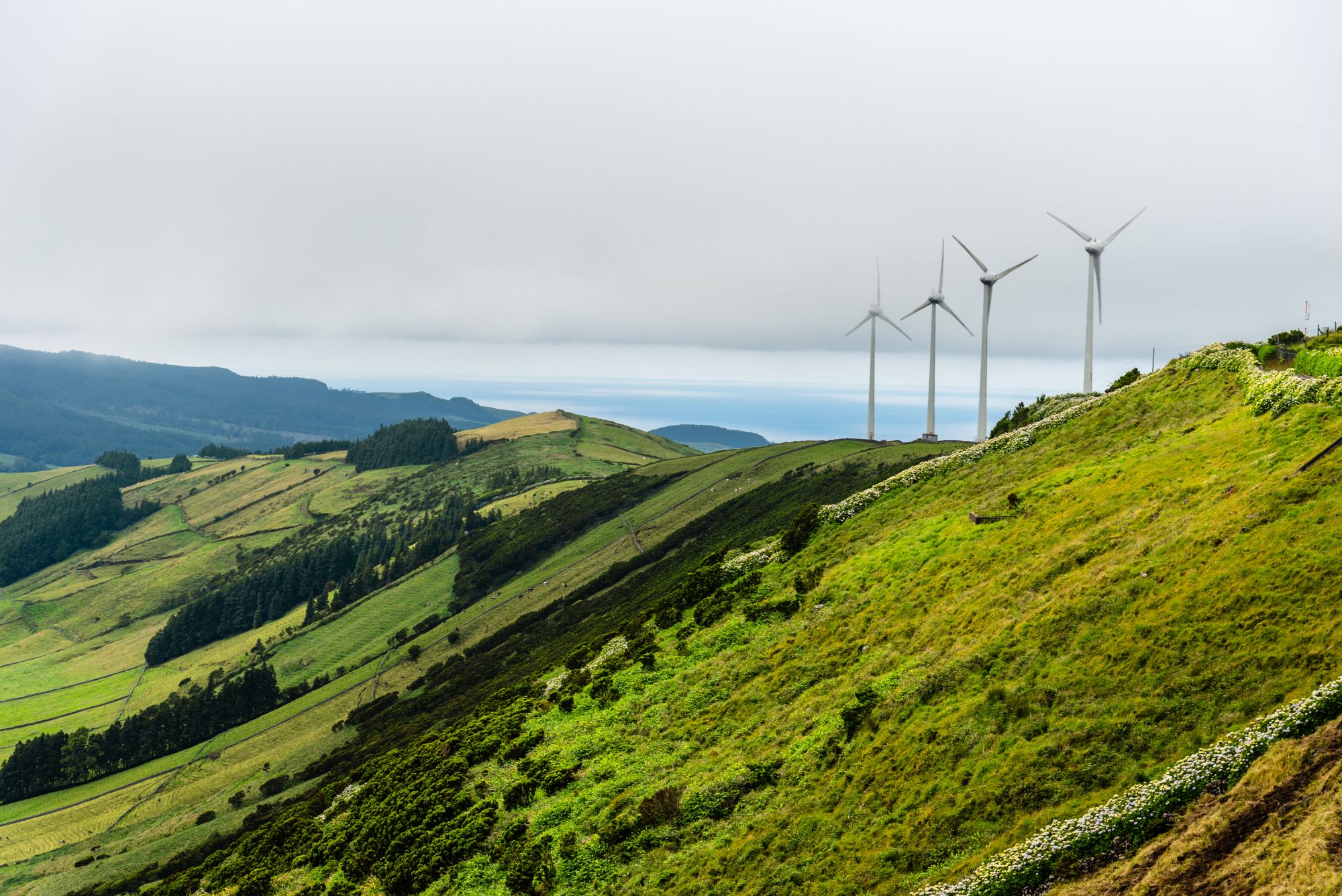 Exploring Bioenergy: A Cleaner Way to Power the Future