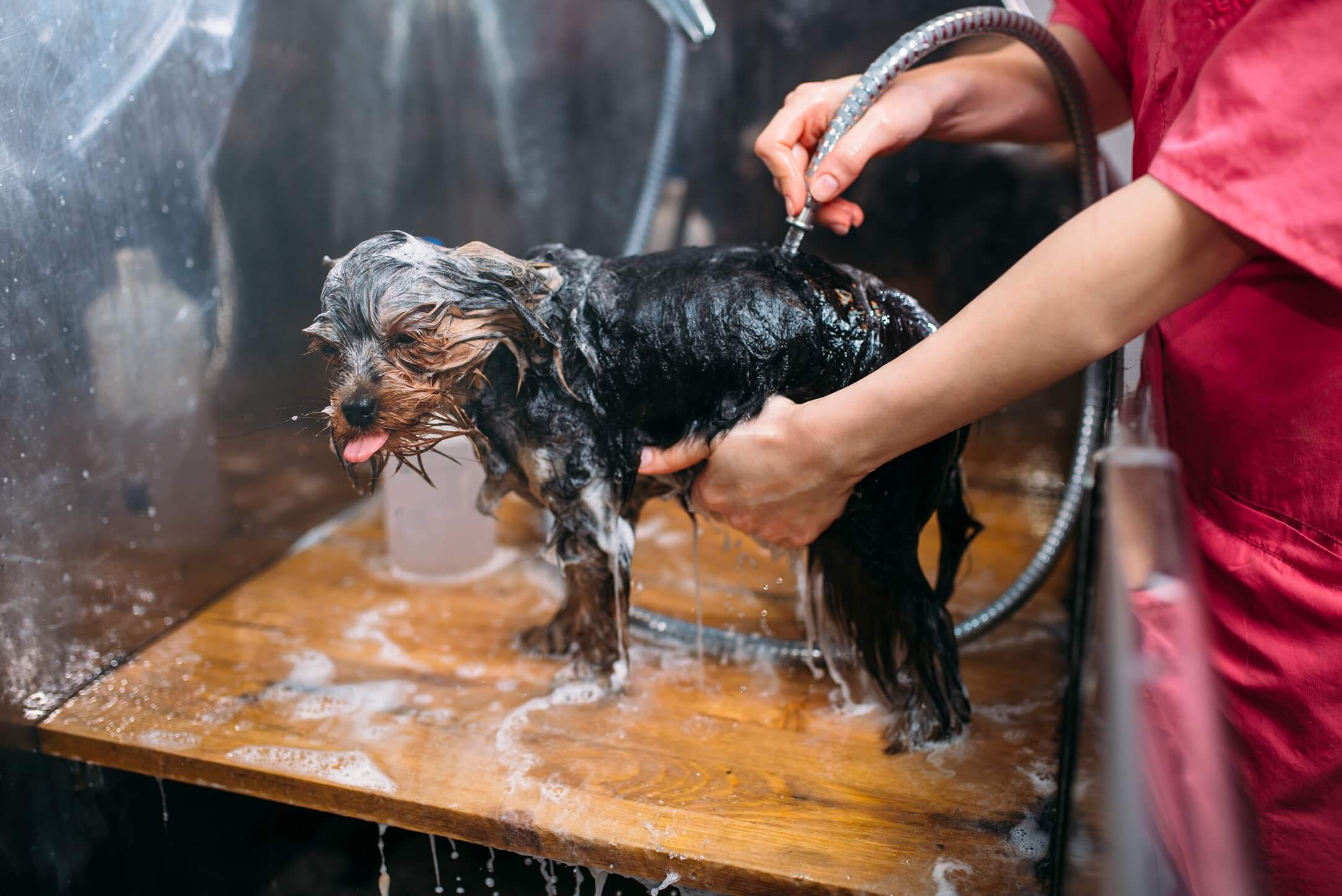 3 Things You Should Know Before You Get into the Pet Grooming Business