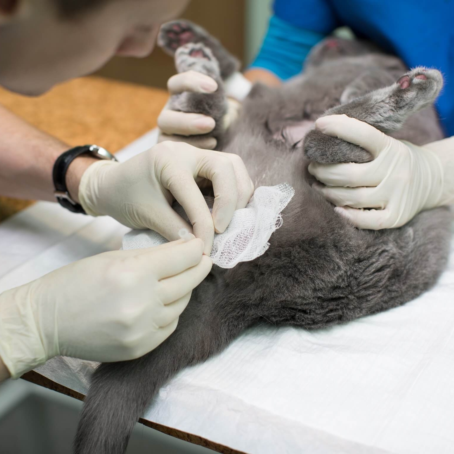 How Often Should You Take Your Cat To The Vet?